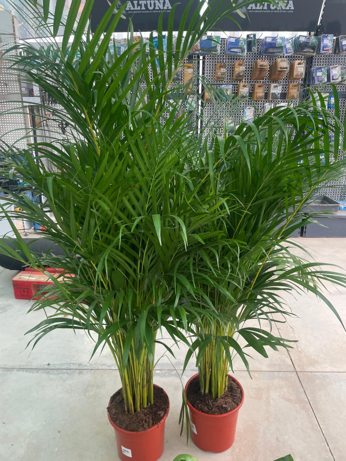 Dypsis