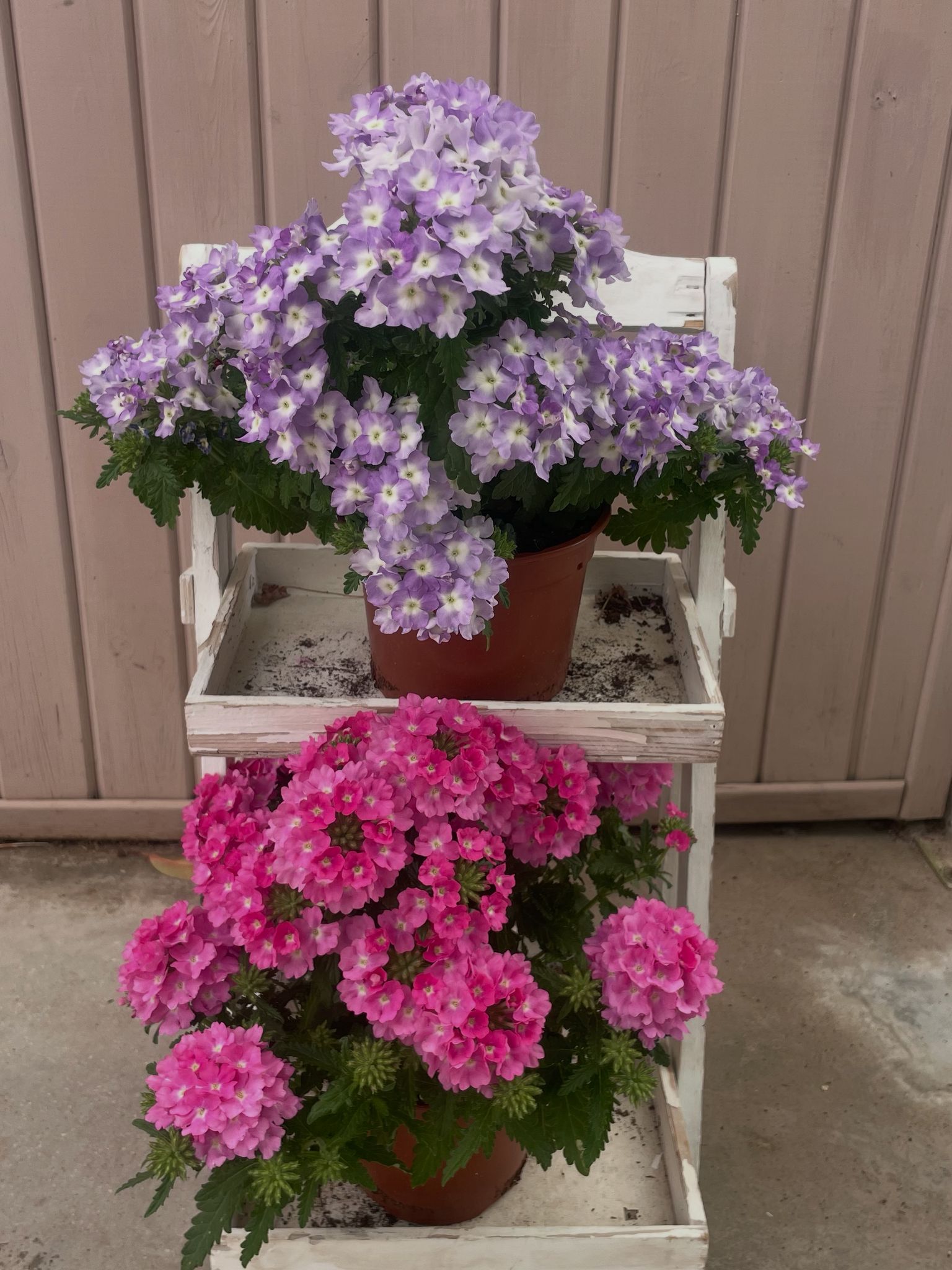 Verbena